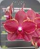 Phal. Taida Red Bird